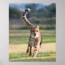 Search for sprinting posters Animals
