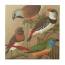 Search for pets tiles Nature