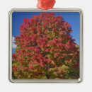 Search for fencing christmas tree decorations Nobody