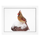 Search for female cardinal art Snow