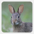 Search for cottontail stickers Bunny