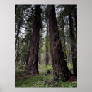 Search for redwood posters California