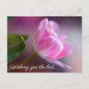 Search for soft floral birthday cards Rose