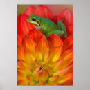 Search for tree frog posters Washington
