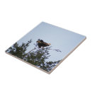Search for bald eagle tiles Wings