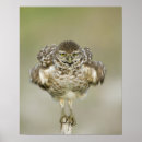 Search for burrowing posters Animal