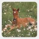 Search for arabian horse stickers Pony