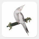 Search for cockatiel stickers Cute