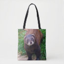 Search for polecat Ferret