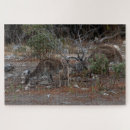Search for kangaroo puzzles Cute