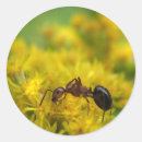 Search for entomology stickers Entomologist