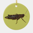 Search for cricket christmas tree decorations Insect