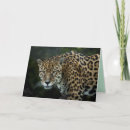 Search for jaguars cards Cat