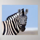Search for blue zebra posters Safari