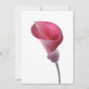 Search for arum Botany