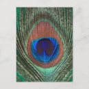 Search for peacock feathers postcards Photography
