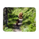 Search for brown bear magnets Mammal