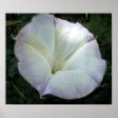 Search for moonflower art White
