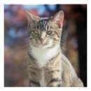 Search for brindle posters Photography