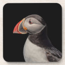 Search for puffin coasters Nature