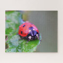 Search for ladybug puzzles Close up