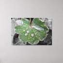 Search for black white leaf canvas prints Drop