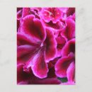 Search for red geraniums postcards Pink
