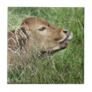 Search for cow tiles Calf