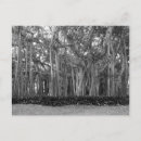 Search for banyan tree Trees