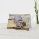 Search for dachshund photography Funny
