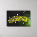 Search for pathogen posters Abundance