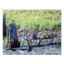 Search for water lily pond posters Plants
