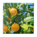 Search for orange tree tiles Flower
