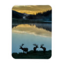 Search for bull elk magnets Superstock
