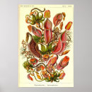 Search for ernst haeckel posters Flower