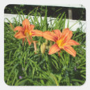 Search for tiger lily stickers Lilies