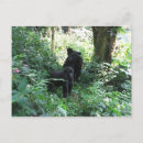 Search for mountain gorillas postcards Uganda