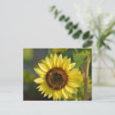 Search for yellow sunflowers postcards Garden