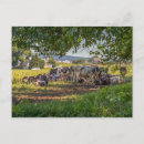 Search for cows postcards Black and white