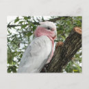 Search for galahs postcards Parrot