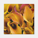 Search for calla lily magnets Colourful