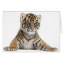 Search for digitizing tiger Nature
