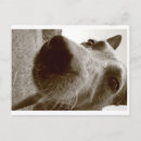 Search for acd postcards Dog