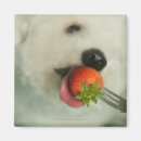 Search for bichon magnets Animal
