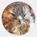 Search for red tailed hawk stickers Birds of prey