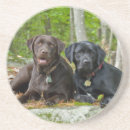 Search for black labrador coasters Puppy