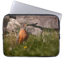 Search for american robin electronics Wildlife