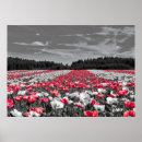 Search for selective colouring posters Photography
