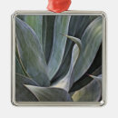 Search for succulent christmas tree decorations Plants