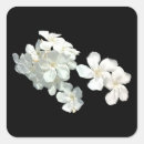 Search for white blossom stickers Flower